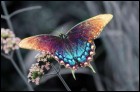 Живые тропические бабочки (16 Кб)