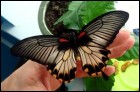 Выставка живых тропических бабочек (35 Кб)