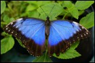 Живые тропические бабочки