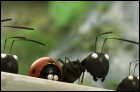 Букашки. Приключения в Долине муравьев (3D)