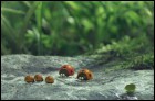 Букашки. Приключения в Долине муравьев (3D) (27 Кб)