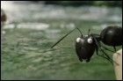 Букашки. Приключения в Долине муравьев (3D) (15 Кб)
