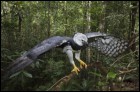 Амазония: Инструкция по выживанию (3D) (44 Кб)