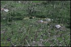 Ураган: Одиссея ветра (3D) (123 Кб)
