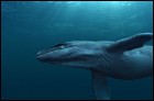 Морские динозавры 3D: Путешествие в доисторический мир (21 Кб)