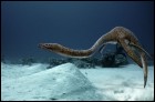 Морские динозавры 3D: Путешествие в доисторический мир (32 Кб)