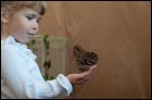 Выставка живых тропических бабочек (19 Кб)