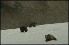 Земля медведей (3D) (18 Кб)