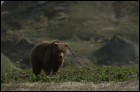 Земля медведей (3D) (20 Кб)