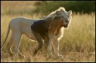 Миа и белый лев (60 Кб)
