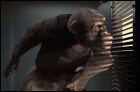 Шимпанзе под прикрытием (33 Кб)