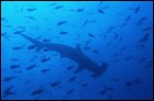 Акулы 3D (17 Кб)
