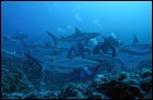 Большое путешествие вглубь океанов 3D (60 Кб)